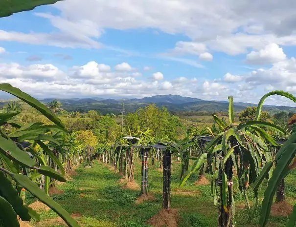 La Loma del Mango - Hotel - Palo Seco - Veraguas - Panama