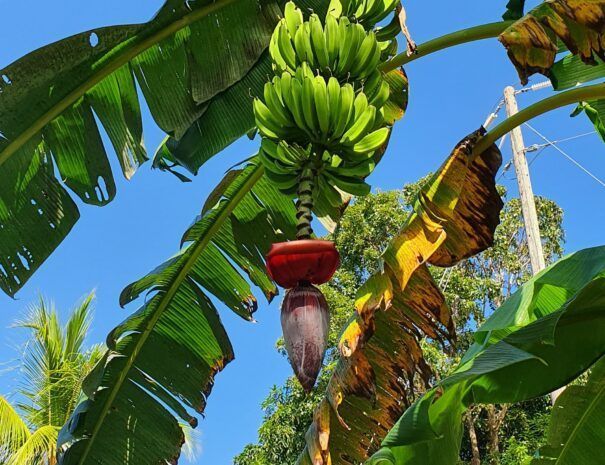 La Loma del Mango - Hotel - Palo Seco - Veraguas - Panama